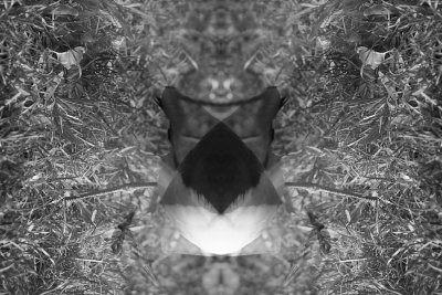 IMG_6267_volador.JPG