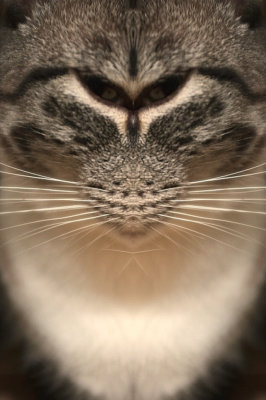 Gaton
