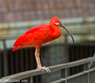 Niagara Falls Aviary in Canada