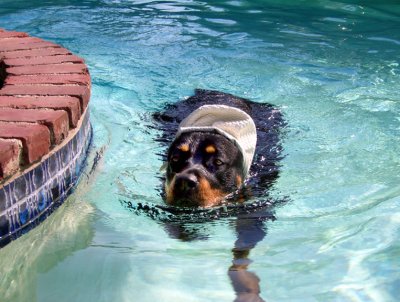 Izaak's adventures, poolside