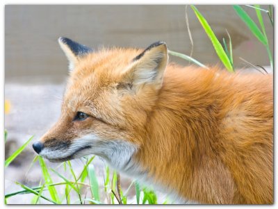 Red Fox