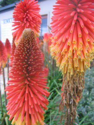 9 august Kniphofia uvaria