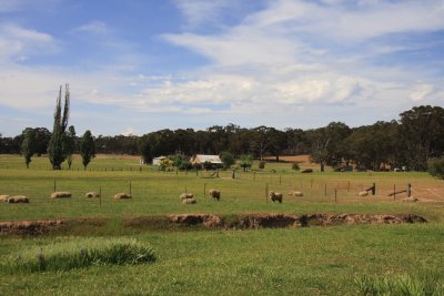 9 Sheep