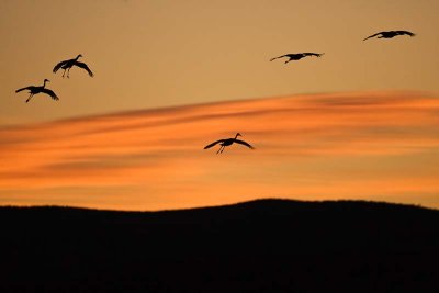 Late Dusk Landings - Coming In To Roost