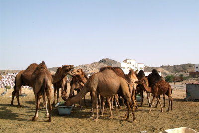Camels 1.JPG