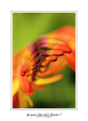 Do you like this flower?