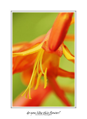Do you like this flower? 4