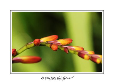 Do you like this flower? 16
