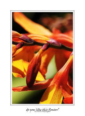 Do you like this flower? 22