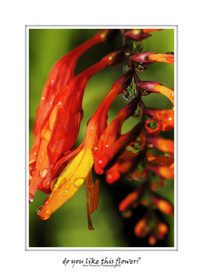 Do you like this flower? 25