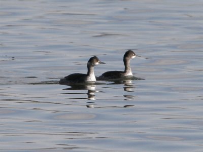Eared Grebe