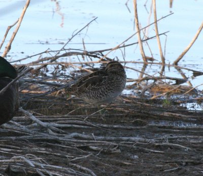 Wilson's Snipe