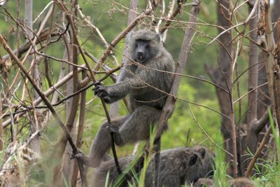 African Wildlife