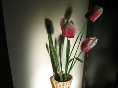 18 august Tulips