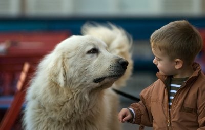 Dogs