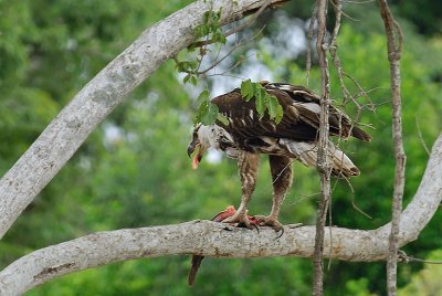 Aigle pcheur
