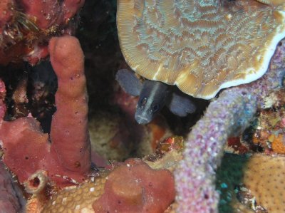 Juvenile Greater Soapfish