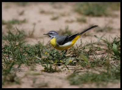Grey wagtail - allways present