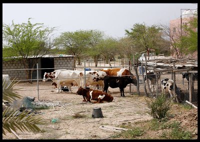 Abdali Farms - close to Iraqi border