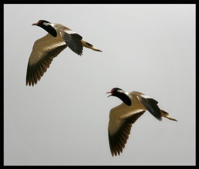 Red-wattled Lapwing - rare breeder in the Western Palearctic