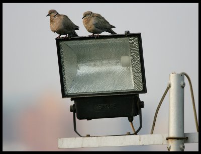 Collared Doves outside Green Island