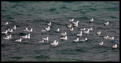 Slender-billed Gulls