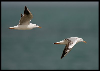 Slender-billed Gulls