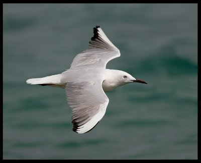 Slender-billed Gull