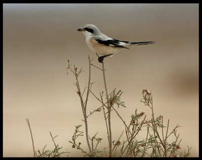 Southern Grey Shrike