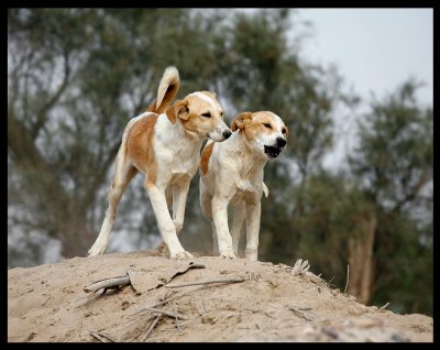 Every dog is happy to meet a birdwatcher in Kuwait
