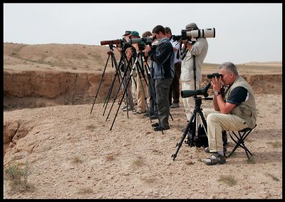 Looking for Wheatears in Sabah Al-Ahmad