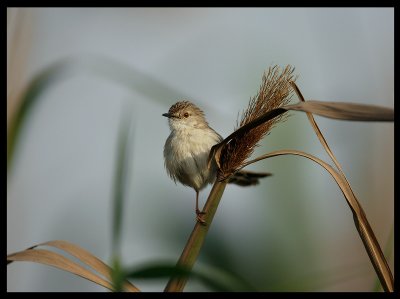 Graceful Prinia