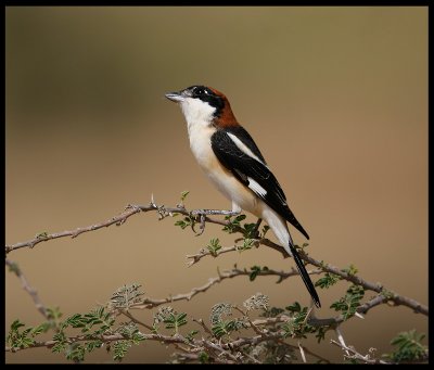 Woodchat Shrike keeping an eye above