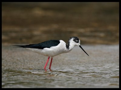 Black-winged stilt in an Sabah Al-Ahmad oasis