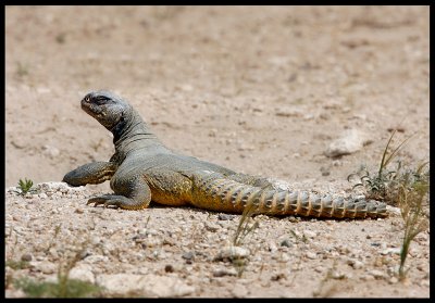 Spiny-tailed Lizzard - a common sight in Sabah Al-Ahmad