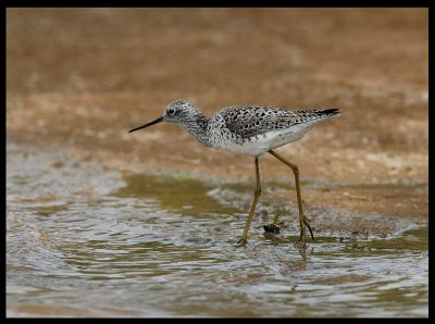 Marsh Sandpiper