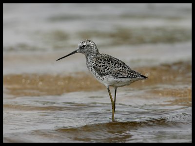 Marsh Sandpiper