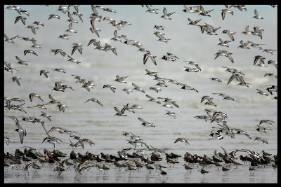 Calidris and Charadrius waders gathering near Kuwait City