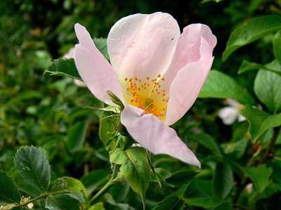 glantine.