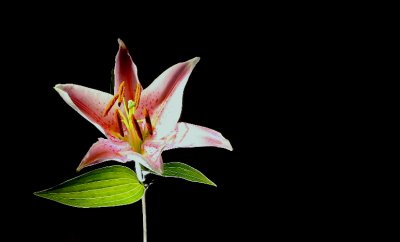 Gilding the lily