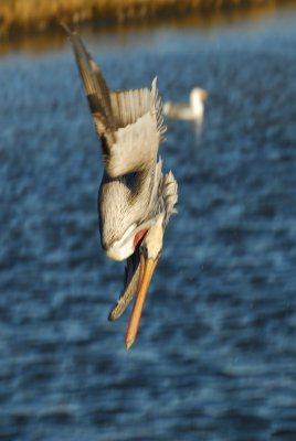 Pelican