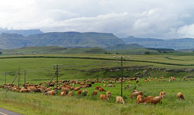 1112 Two weeks in South Africa - IMG_3509 DxO Pbase.jpg