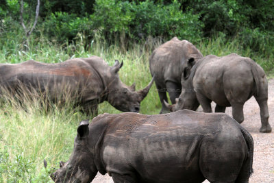2069 Two weeks in South Africa - IMG_4340 DxO Pbase.jpg