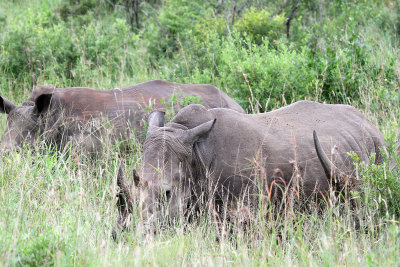 2081 Two weeks in South Africa - IMG_4352 DxO Pbase.jpg