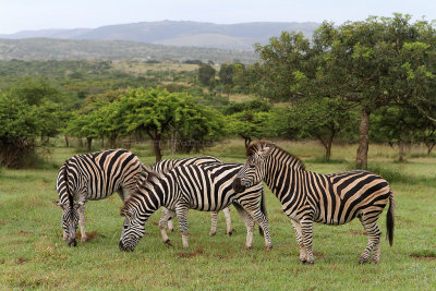2267 Two weeks in South Africa - IMG_4517 DxO Pbase.jpg