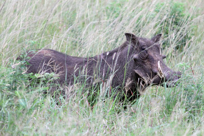 2214 Two weeks in South Africa - IMG_4467 DxO Pbase.jpg