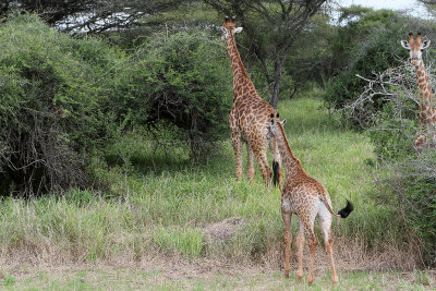 2423 Two weeks in South Africa - IMG_4677 DxO Pbase.jpg