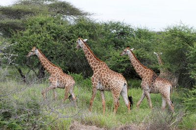 2428 Two weeks in South Africa - IMG_4682 DxO Pbase.jpg