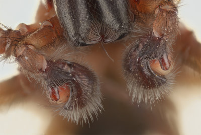 2016-04-11-18.33.09 ZS PMax.jpg