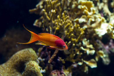 Anthias-de-barbatana-filamentosa